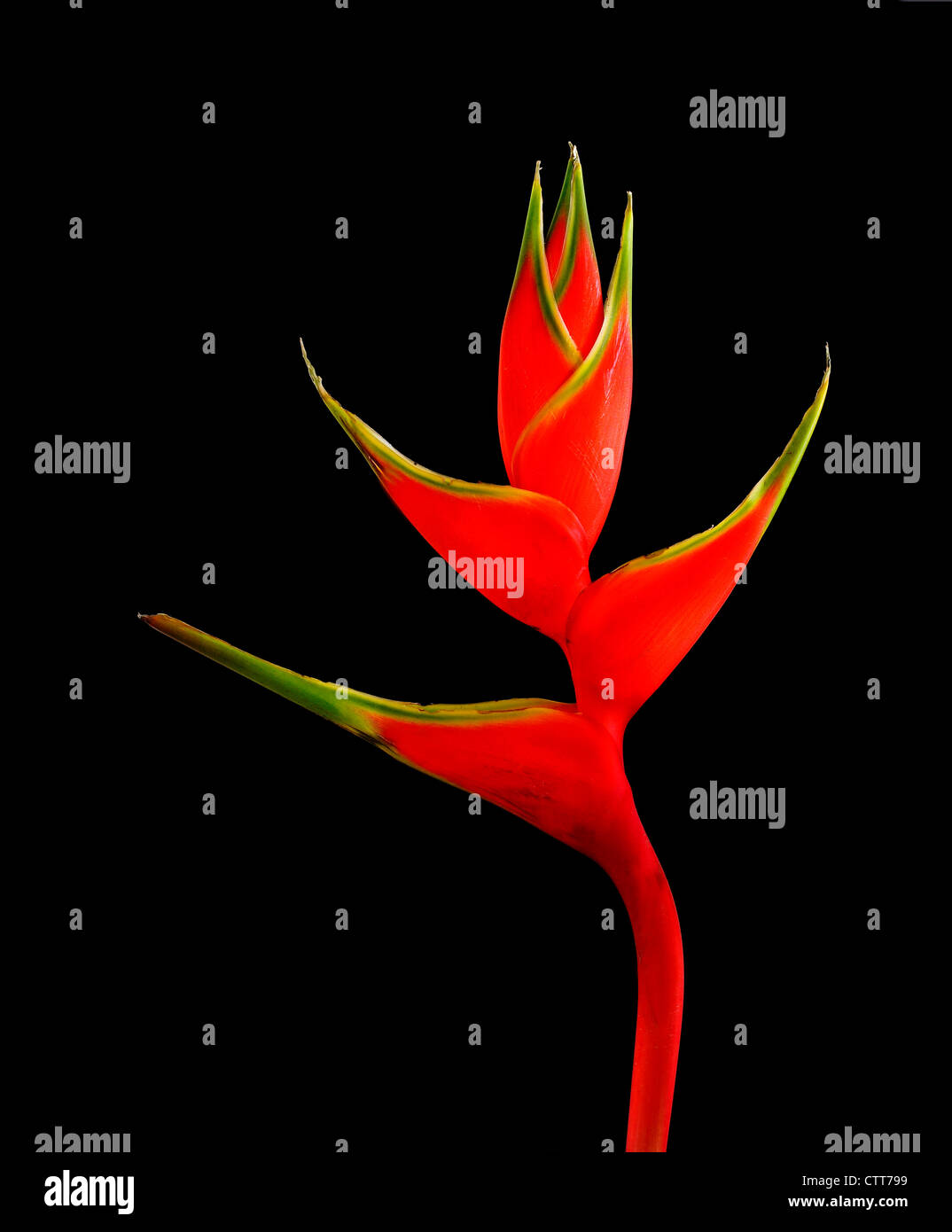 Heliconia wagneriana cultivar, Heliconia, Red, Black. Stock Photo