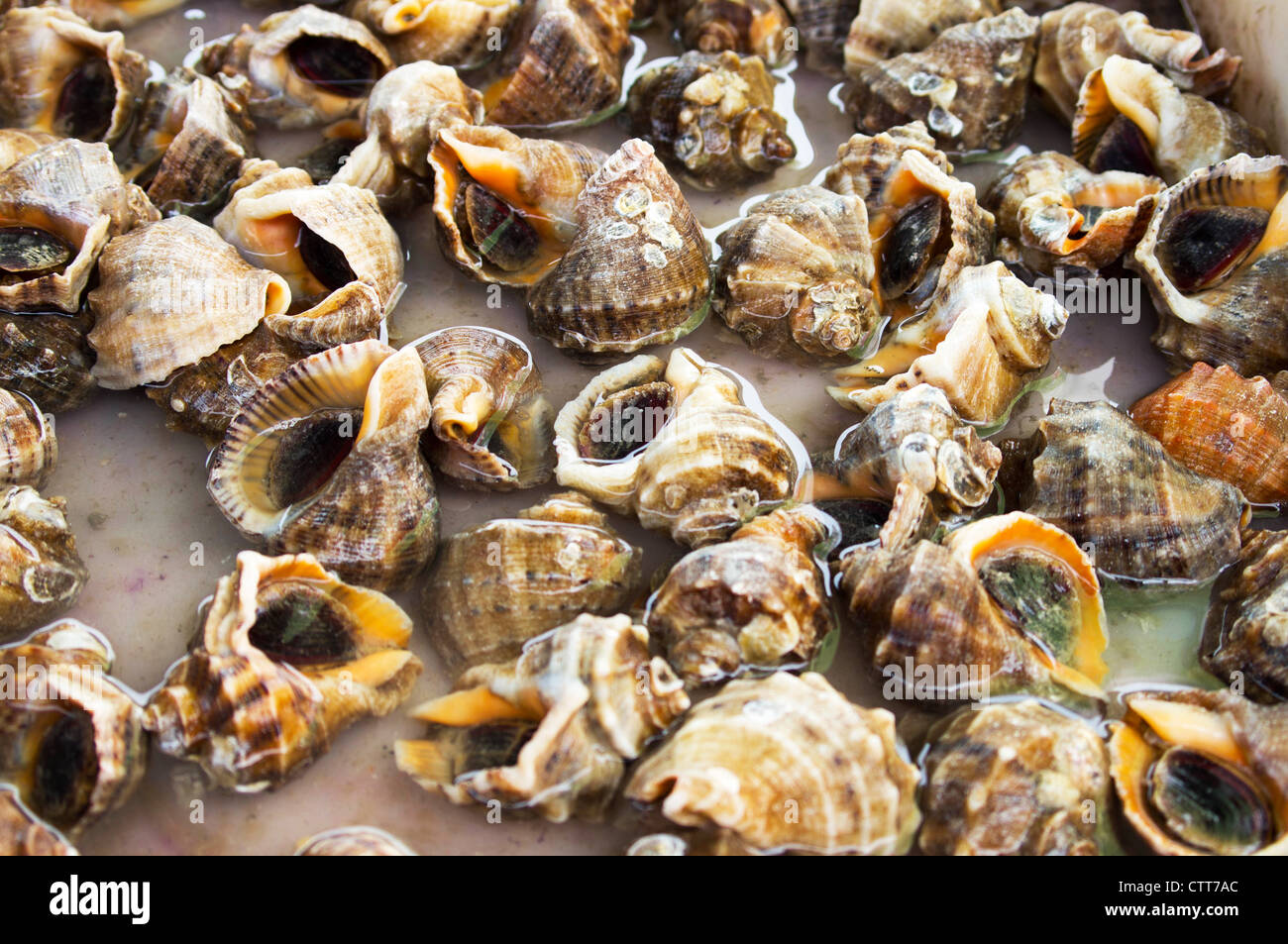 Seafood: Background of live conch Stock Photo