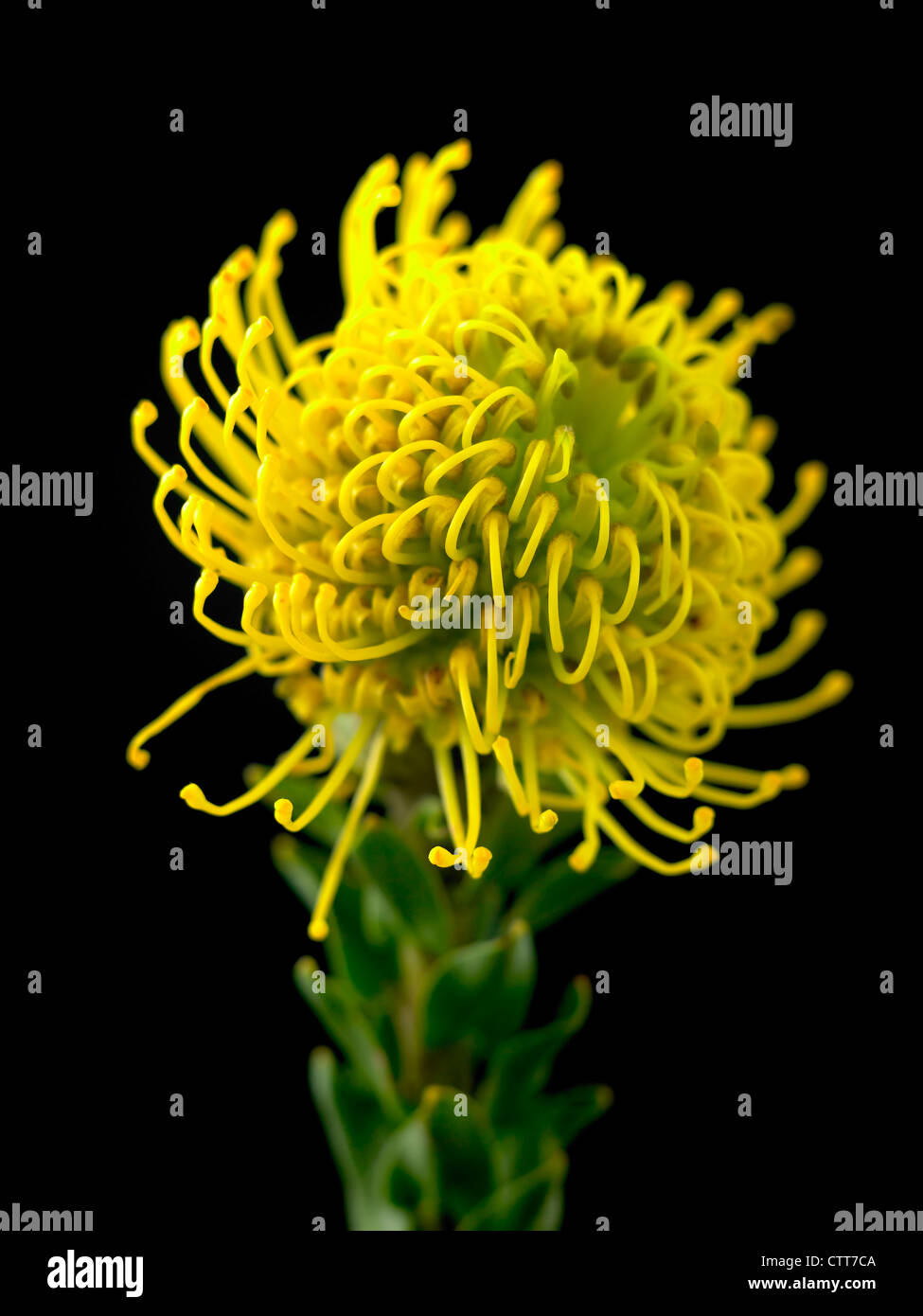 Leucospermum cordifolium 'Yellow Bird', Pincushion, Yellow, Black Stock