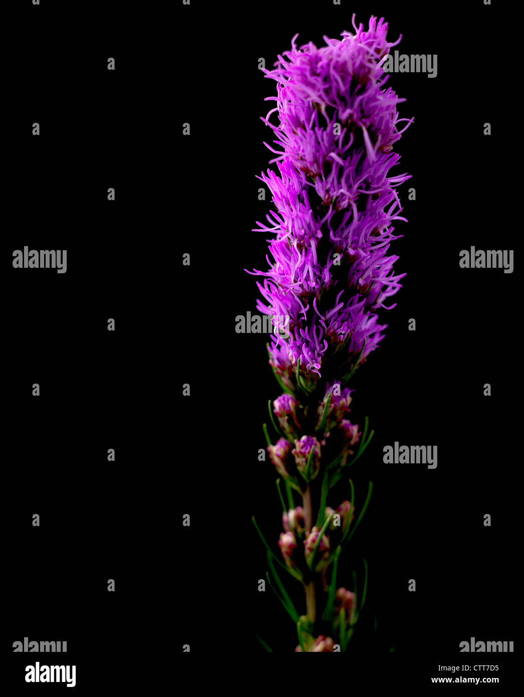 Liatris spicata, Gayfeather, Purple, Black. Stock Photo