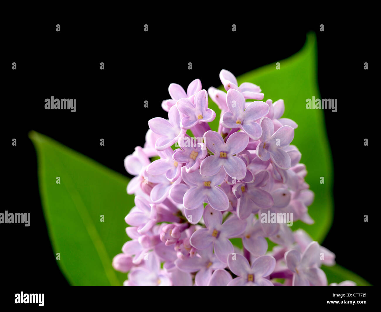 Syringa cultivar, Lilac, Purple, Black. Stock Photo
