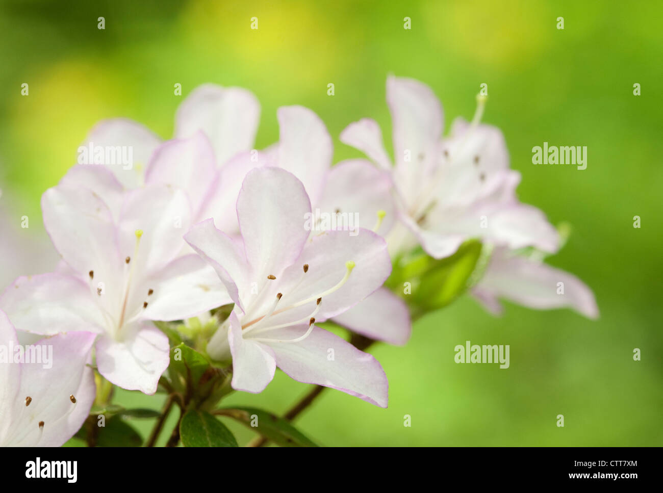 Rhododendron cultivar, Rhododendron, Purple, Green. Stock Photo