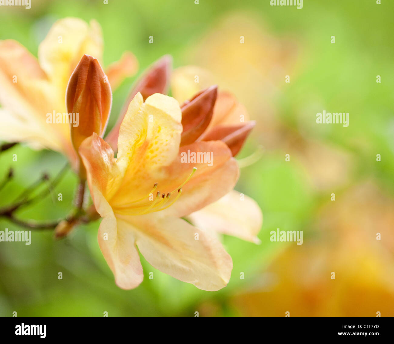 Rhododendron cultivar, Rhododendron, Orange. Stock Photo