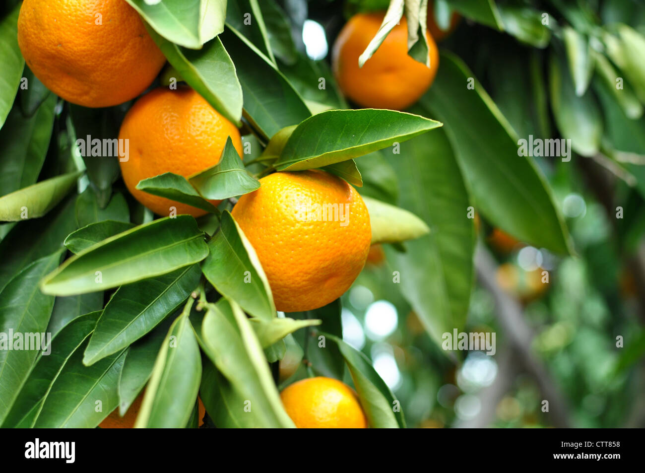 Tangerine on the Tree Stock Photo - Alamy