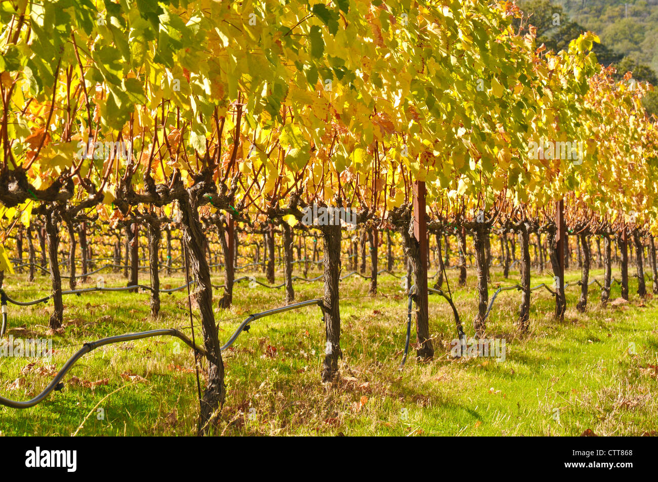 Vineyard in Fall Stock Photo