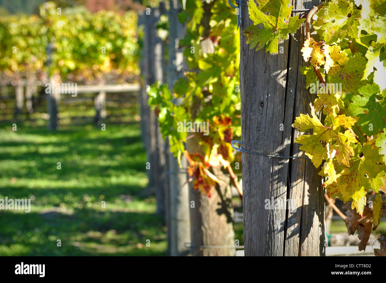Vineyard season hi-res stock photography and images - Alamy
