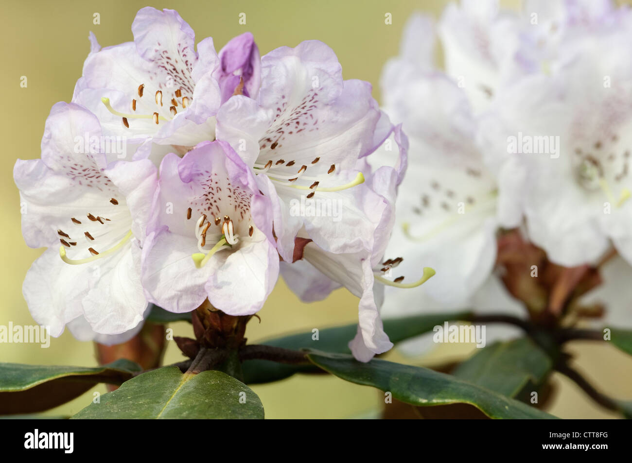 Rhododendron cultivar, Rhododendron, Purple. Stock Photo