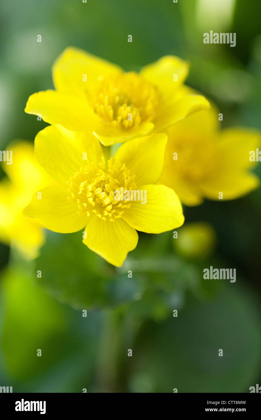 Caltha palustris 'Alba', Marsh marigold, Yellow, Green. Stock Photo
