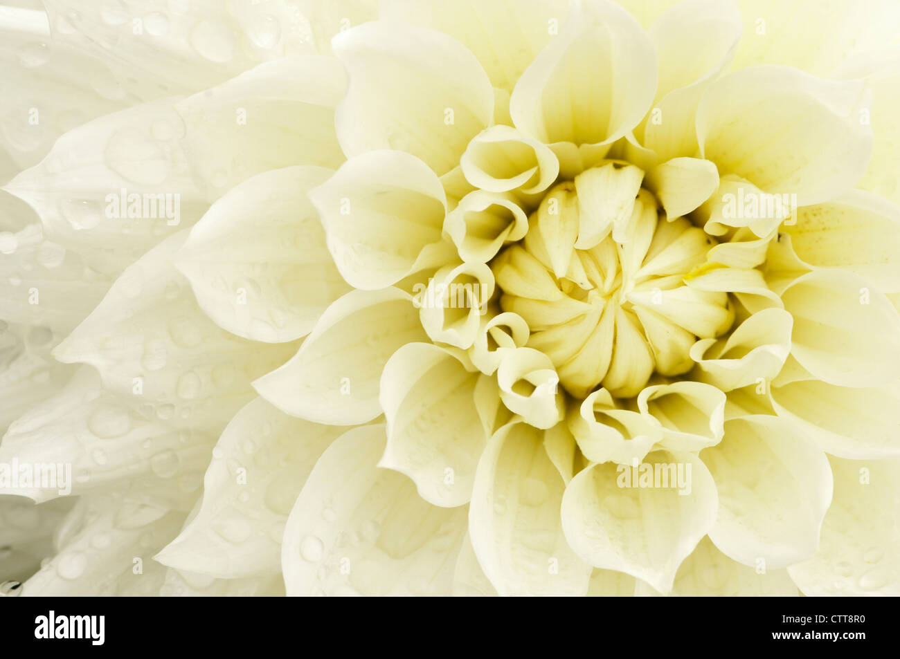 Dahlia cultivar, Dahlia, Cream Stock Photo - Alamy