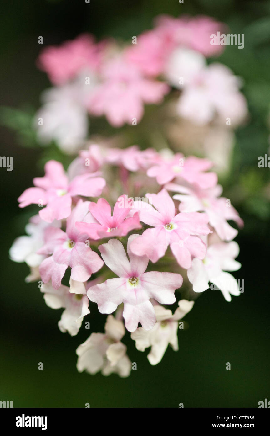 Primula cultivar, Primula, Primrose, Pink. Stock Photo