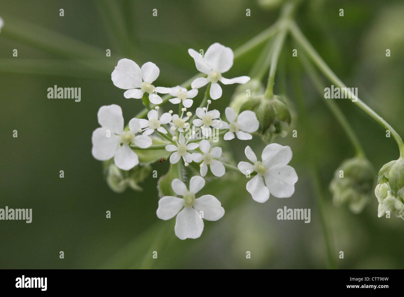 Cow Parsley Cluster Stock Photo
