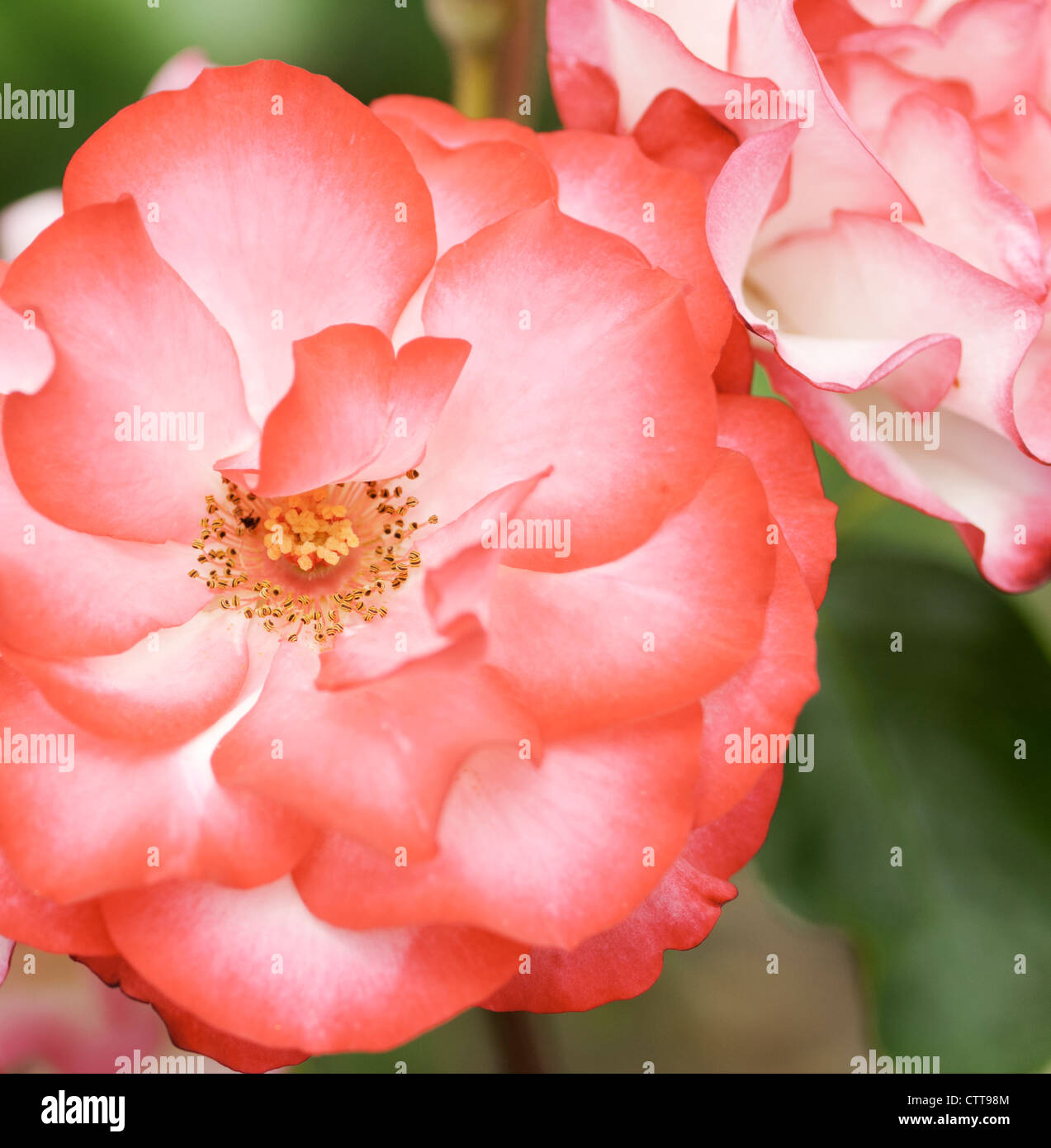 Rosa Cultivar Rose Pink Stock Photo Alamy