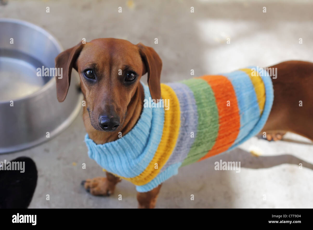 Sausage Dog Avaiable for Adoption with Drinking Pan and Cold Jumper in