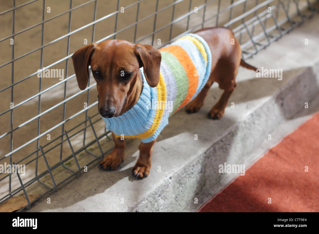 Sausage dog hires stock photography and images Alamy