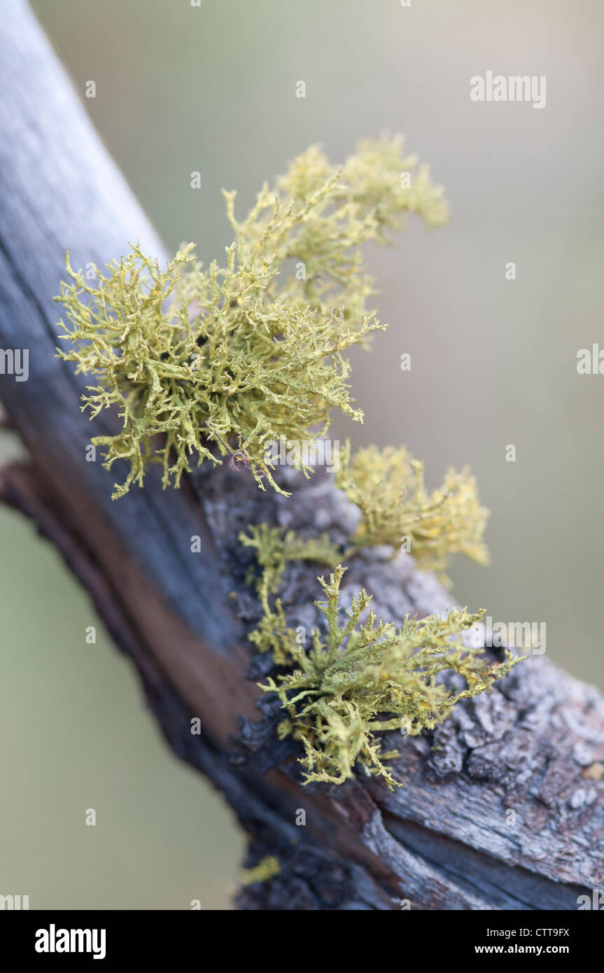 Lichen, Moss, Lichen, Green. Stock Photo