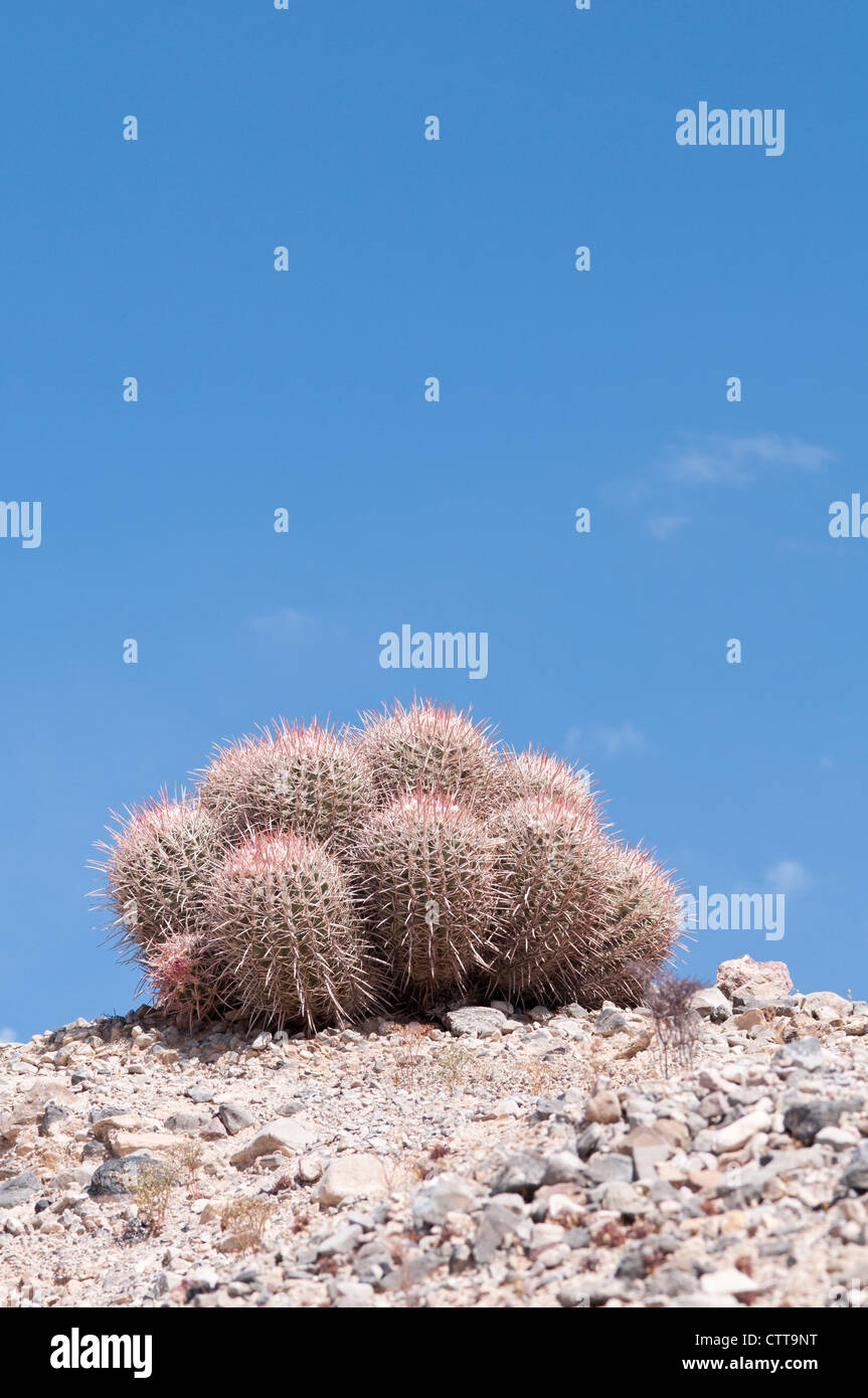 Dried up cactus hires stock photography and images Alamy