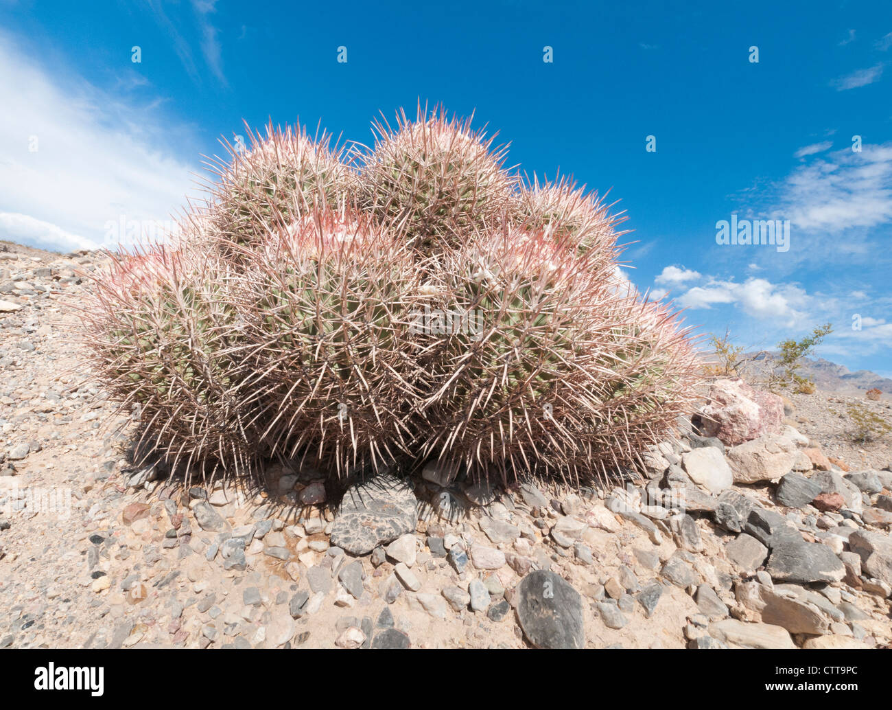 Dried up cactus hires stock photography and images Alamy