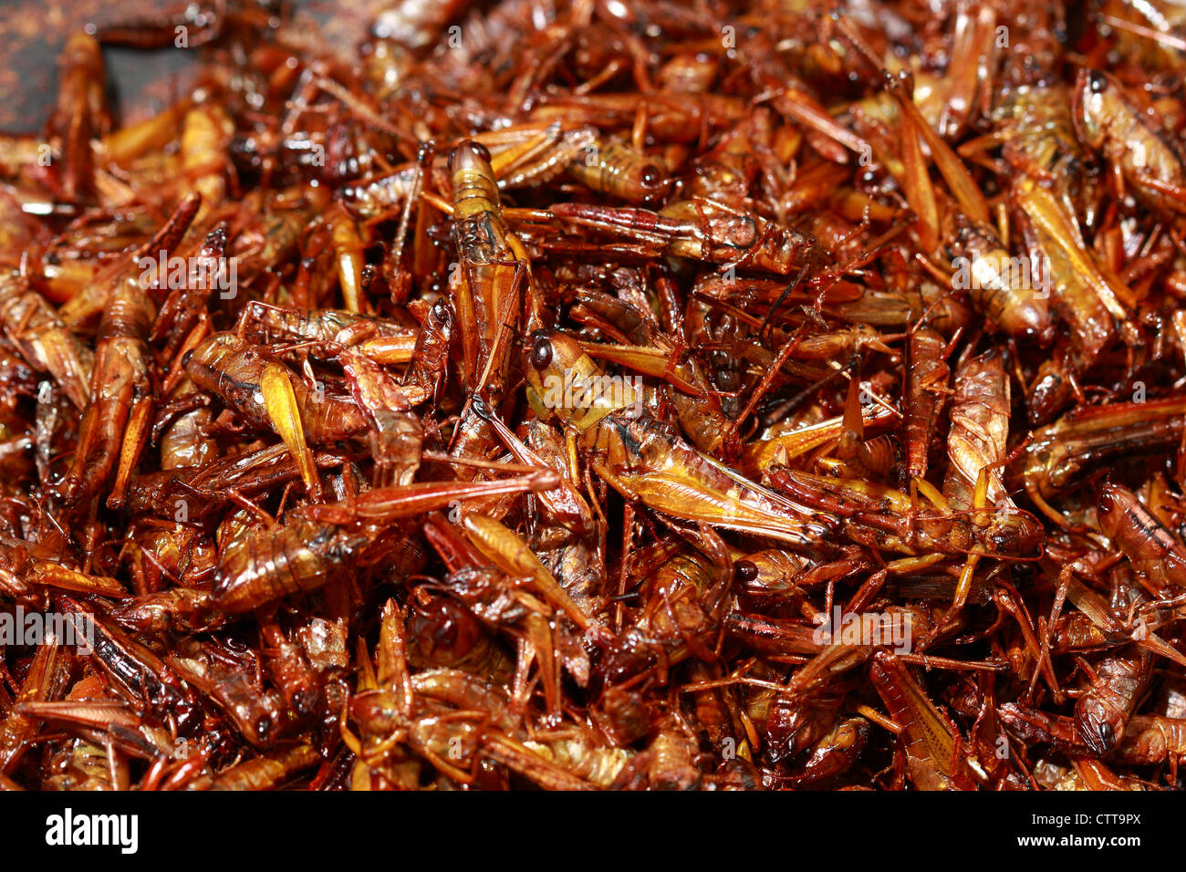 сверчки кормовые сушеные. сушеная кормовая саранча. сушеные кузнечики. корм для кузнечика. еда из насекомых.