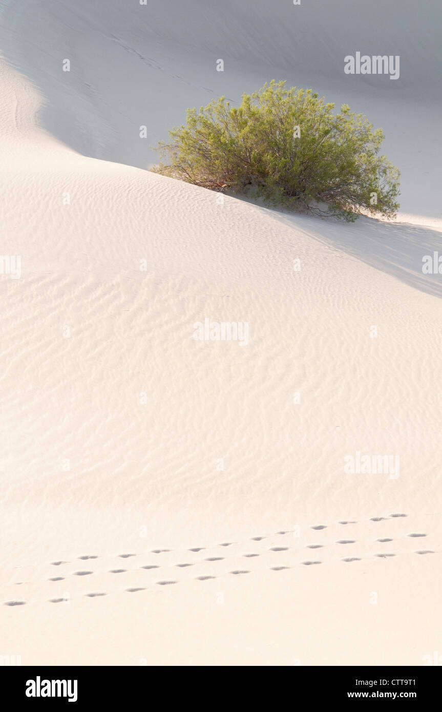 Larrea tridentata, Creosote bush, Green. Stock Photo