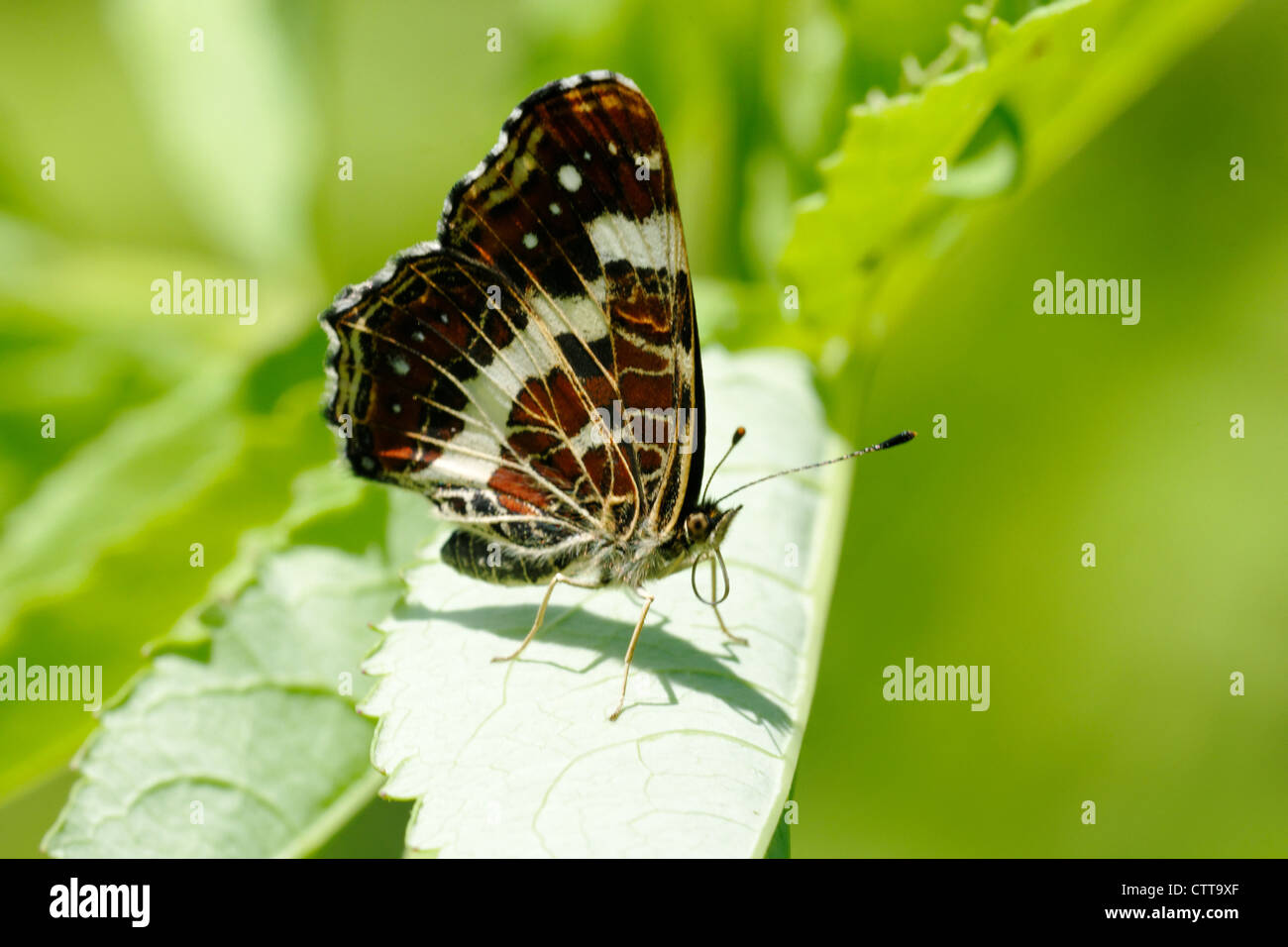 The Map (Araschnia levana) is a butterfly of the Nymphalidae family. Stock Photo