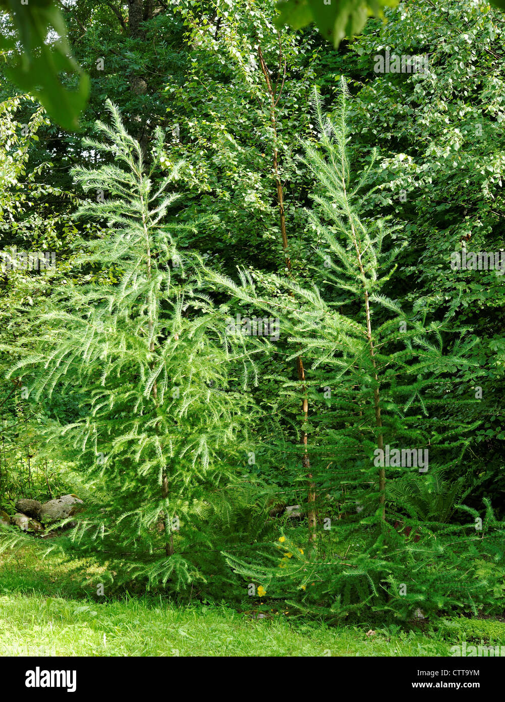 Two young larch trees Stock Photo