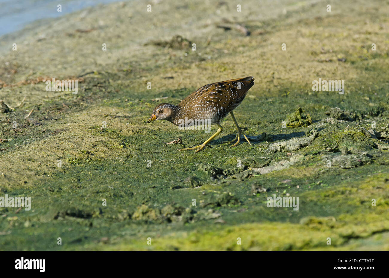 Rail and crake family hi-res stock photography and images - Alamy