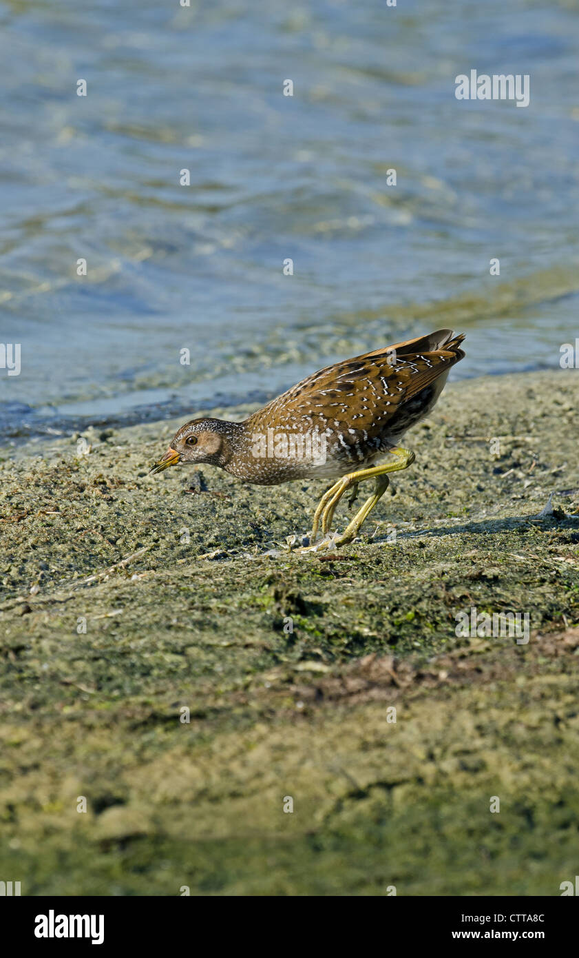 Crake species hi-res stock photography and images - Alamy