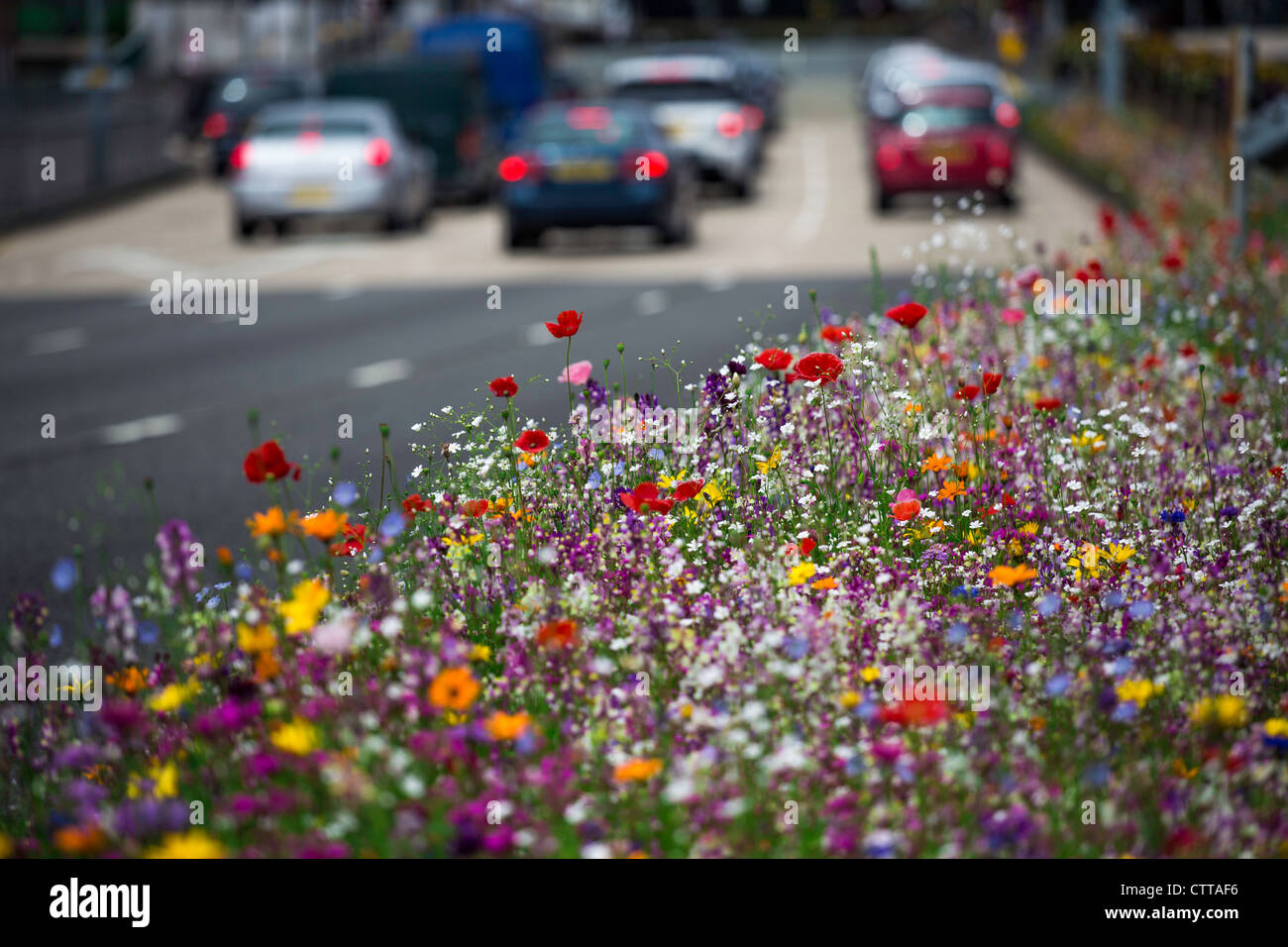 Wild flowers growing by a roadside in Birmingham, UK Stock Photo Alamy