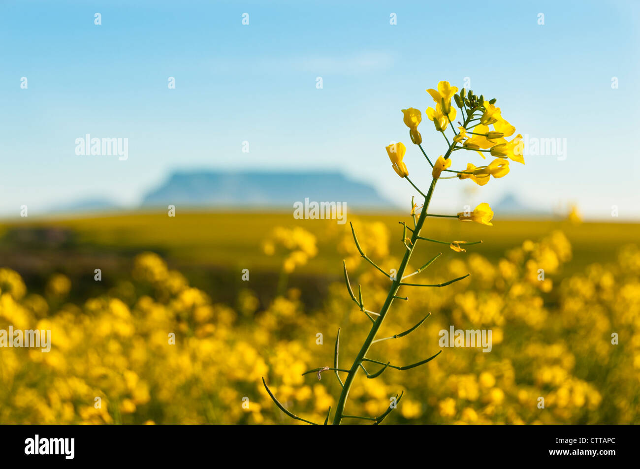 capetown-coast-south-africa-hi-res-stock-photography-and-images-alamy