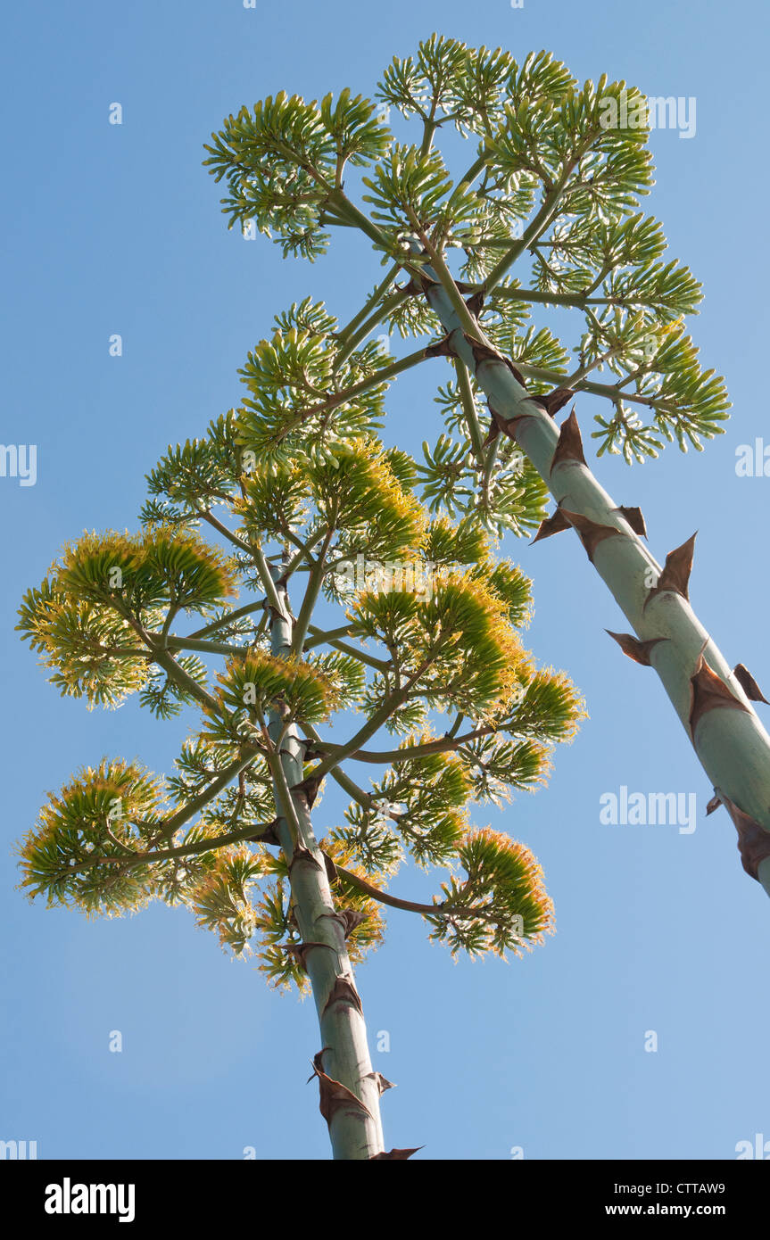 Yucca cultivar, Green, Blue. Stock Photo