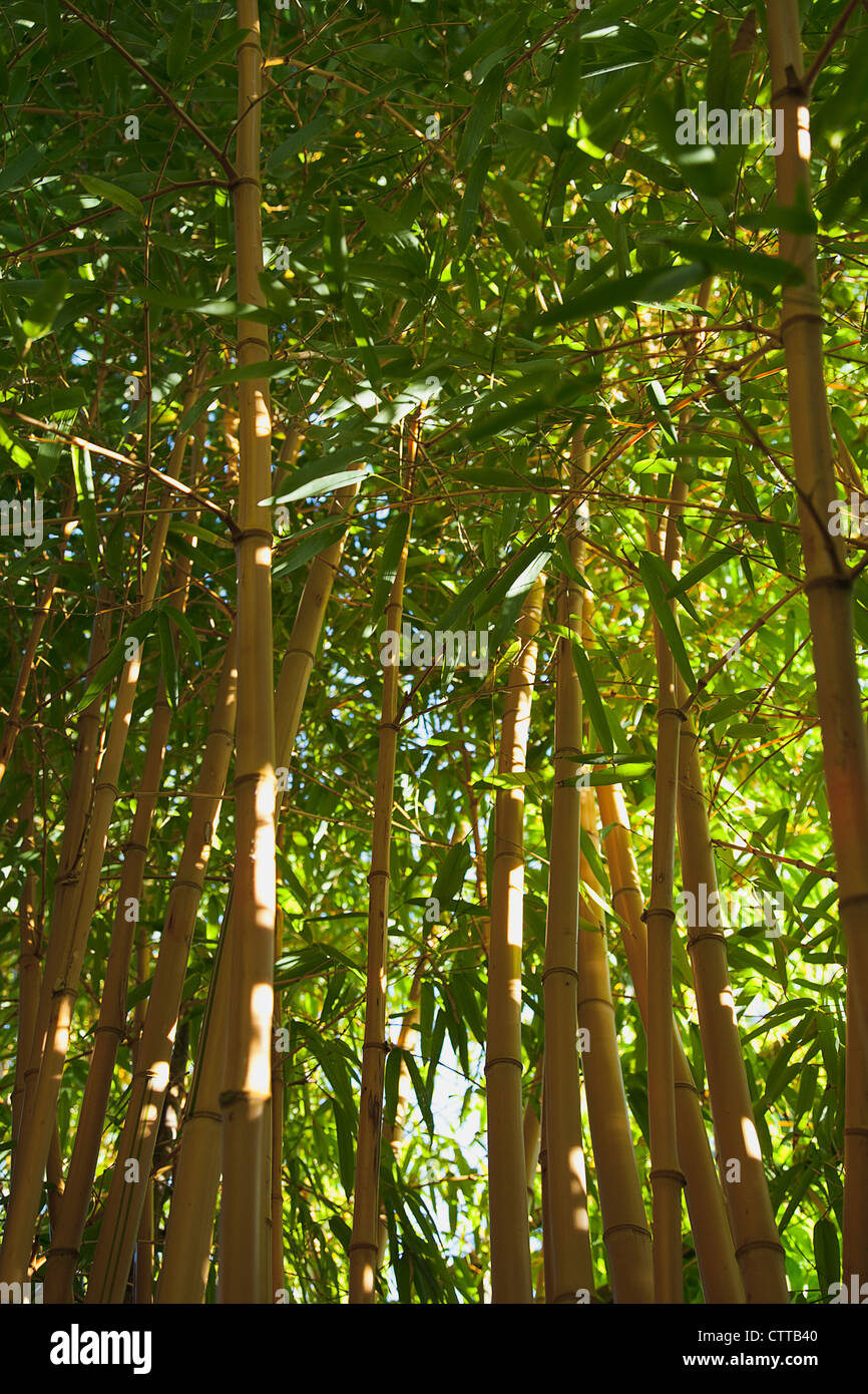 Phyllostachys vivax 'Aureocaulis', Bamboo, Green. Stock Photo