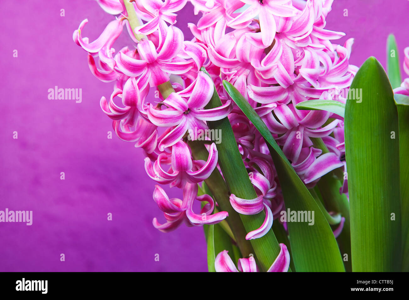 Hyacinthus cultivar, Hyacinth, Pink. Stock Photo