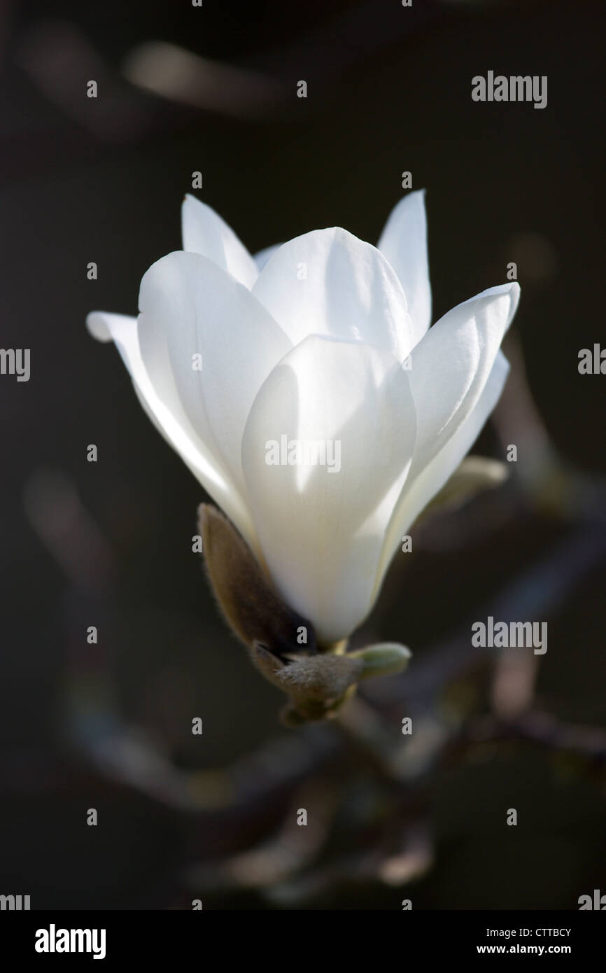Magnolia x soulangeana 'Alba Superba', Magnolia, White Stock Photo - Alamy