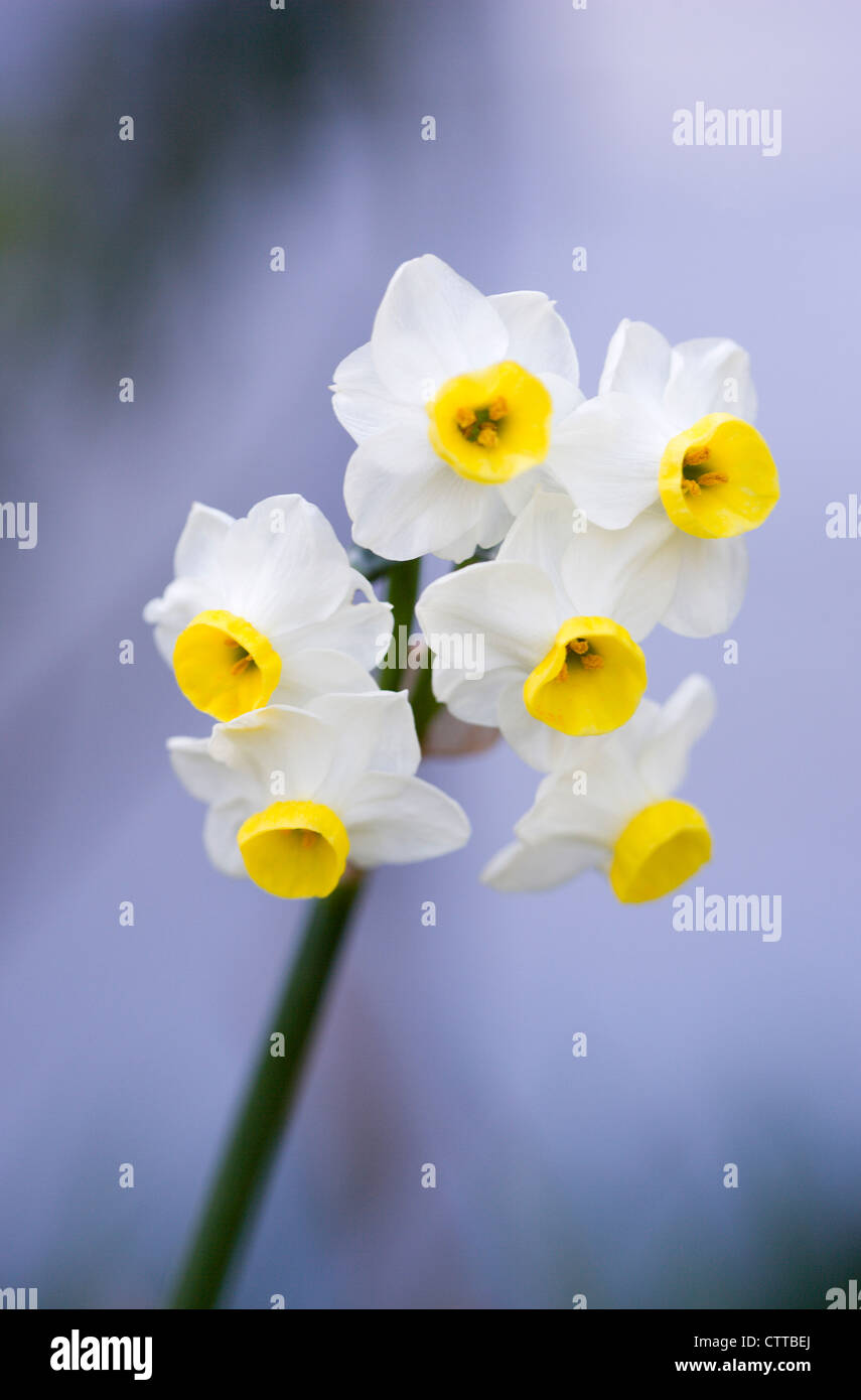 Narcissus cultivar, Narcissus, White, Grey. Stock Photo