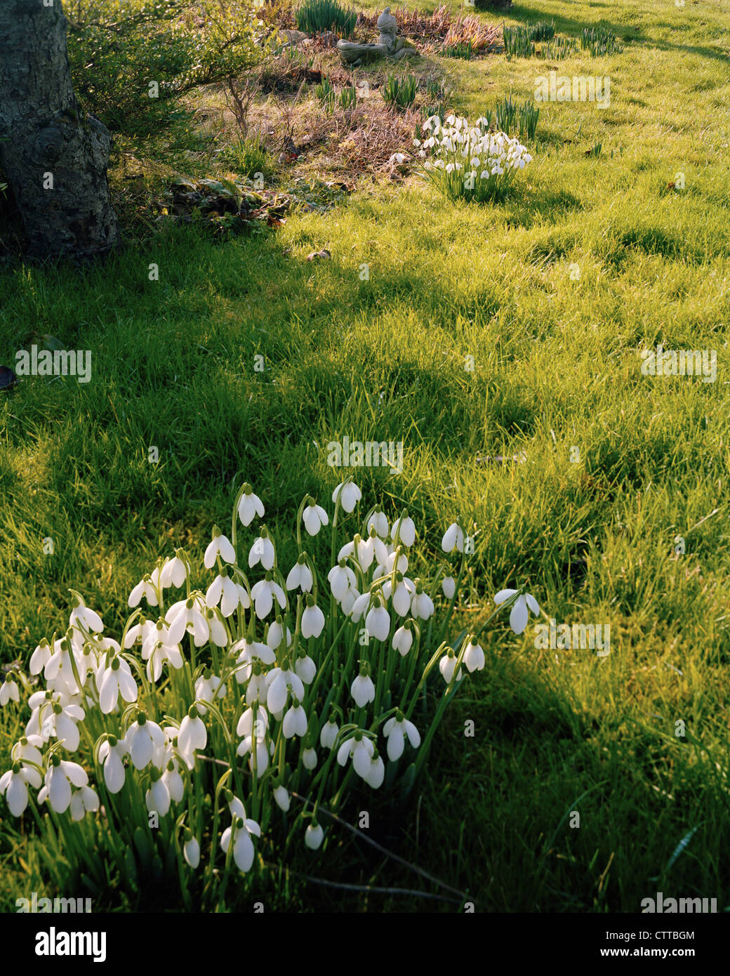 Two clumps of snowgrops naturalised in garden grass Stock Photo