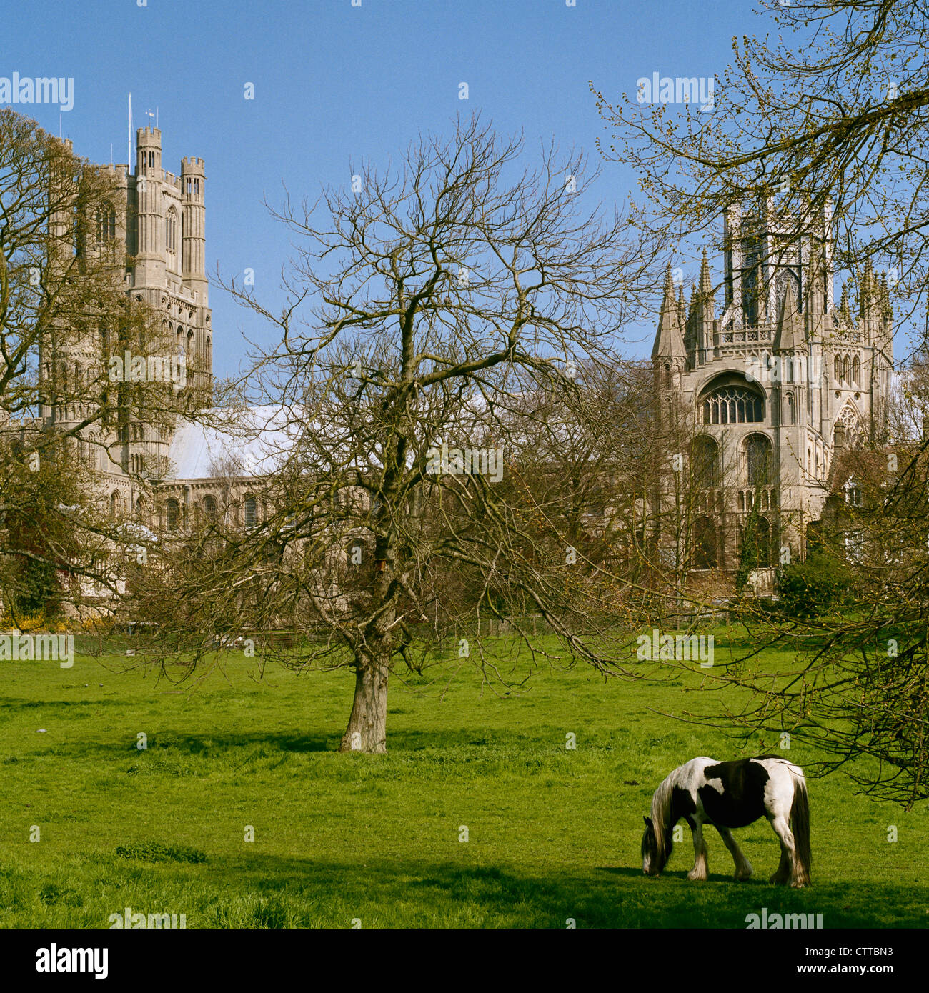 Piebald horse in field by Ely Cathedral Cambridgeshire England Stock Photo