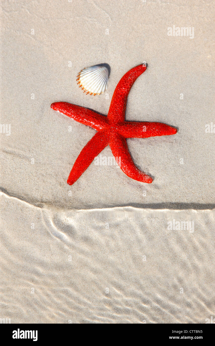 Starfish on the beach Stock Photo