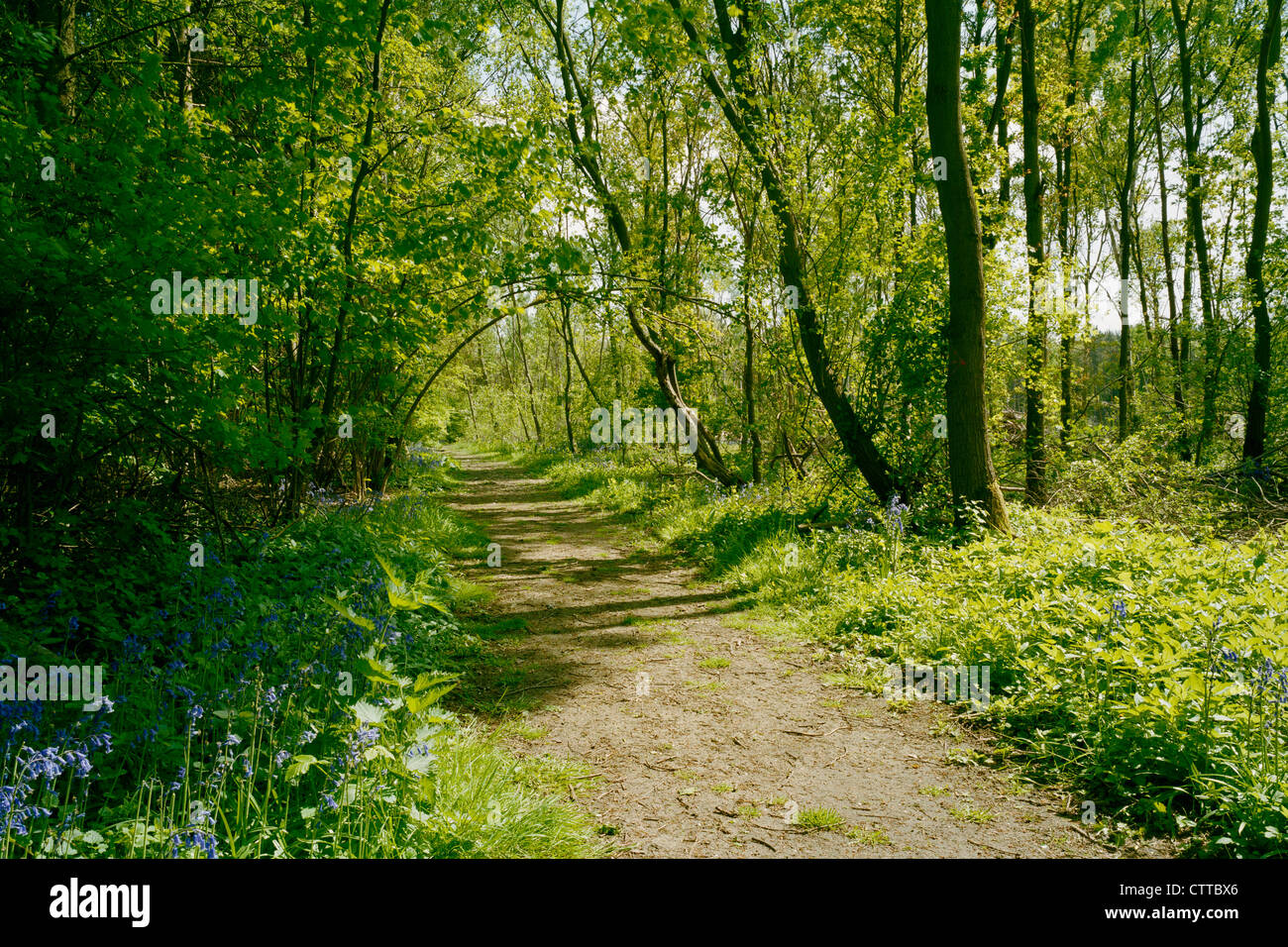 Arched tree branches over path in Gamlingay Wood Cambridgeshire in