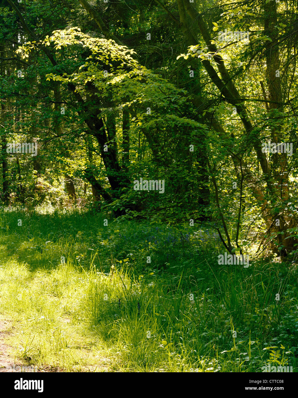 Woodland glade hires stock photography and images Alamy