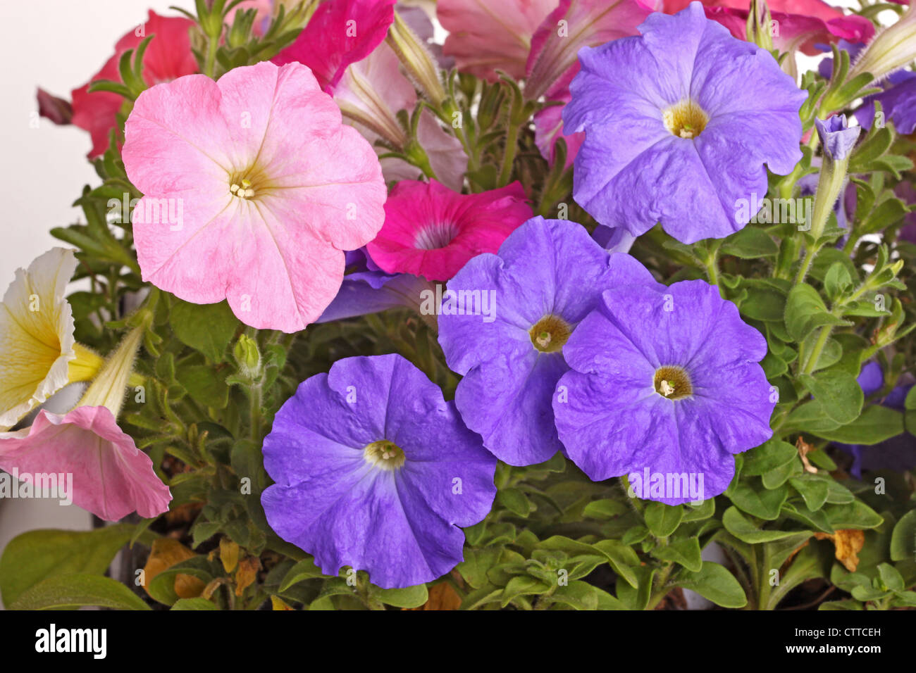 Multiple flowers of pink, purple and red petunias (Petunia hybrida) fill the frame Stock Photo