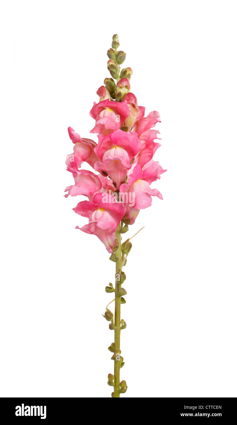 Pink snapdragons deals