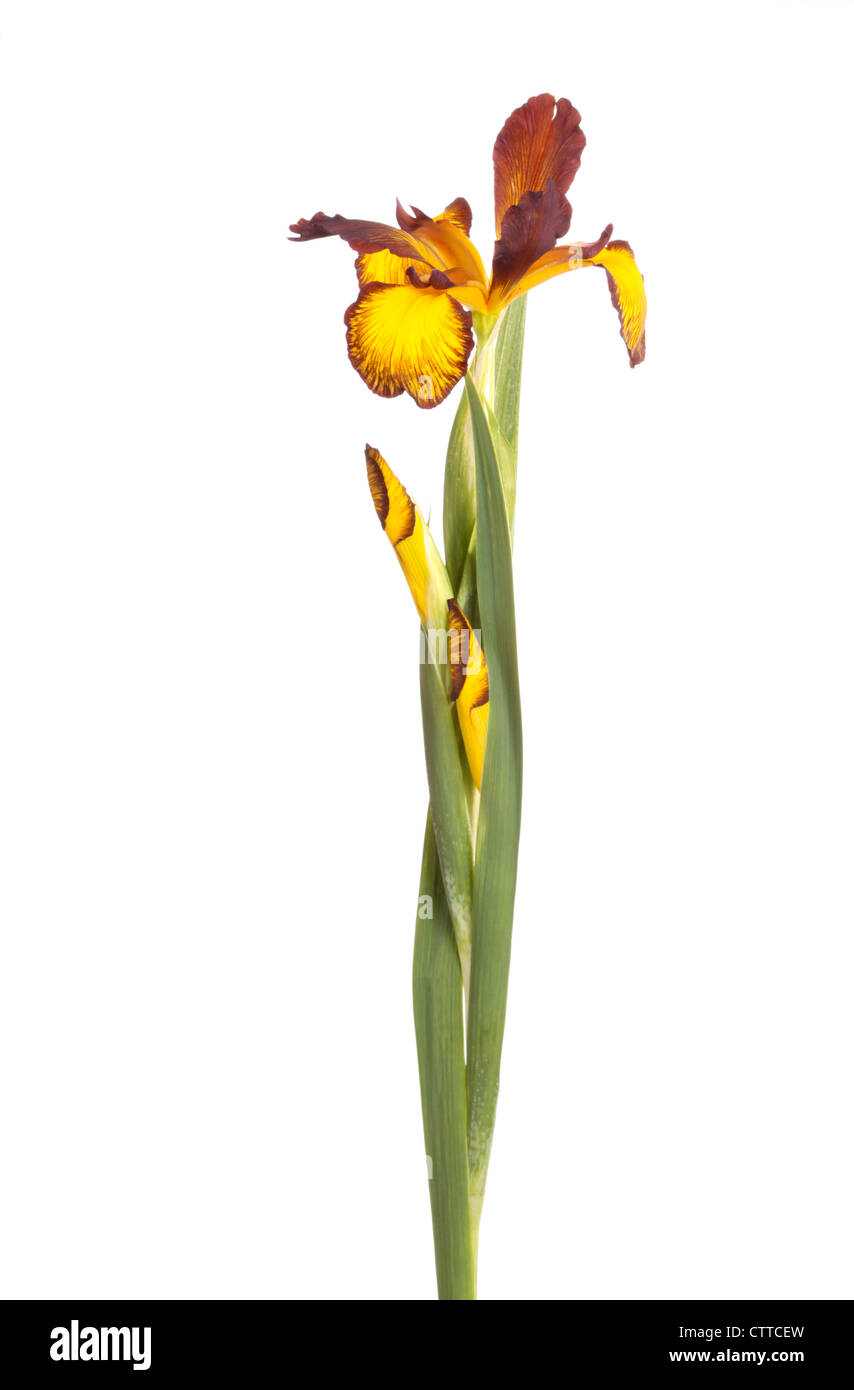 Stem with an open flower and two buds of a yellow and brown Spuria iris isolated against a white background Stock Photo