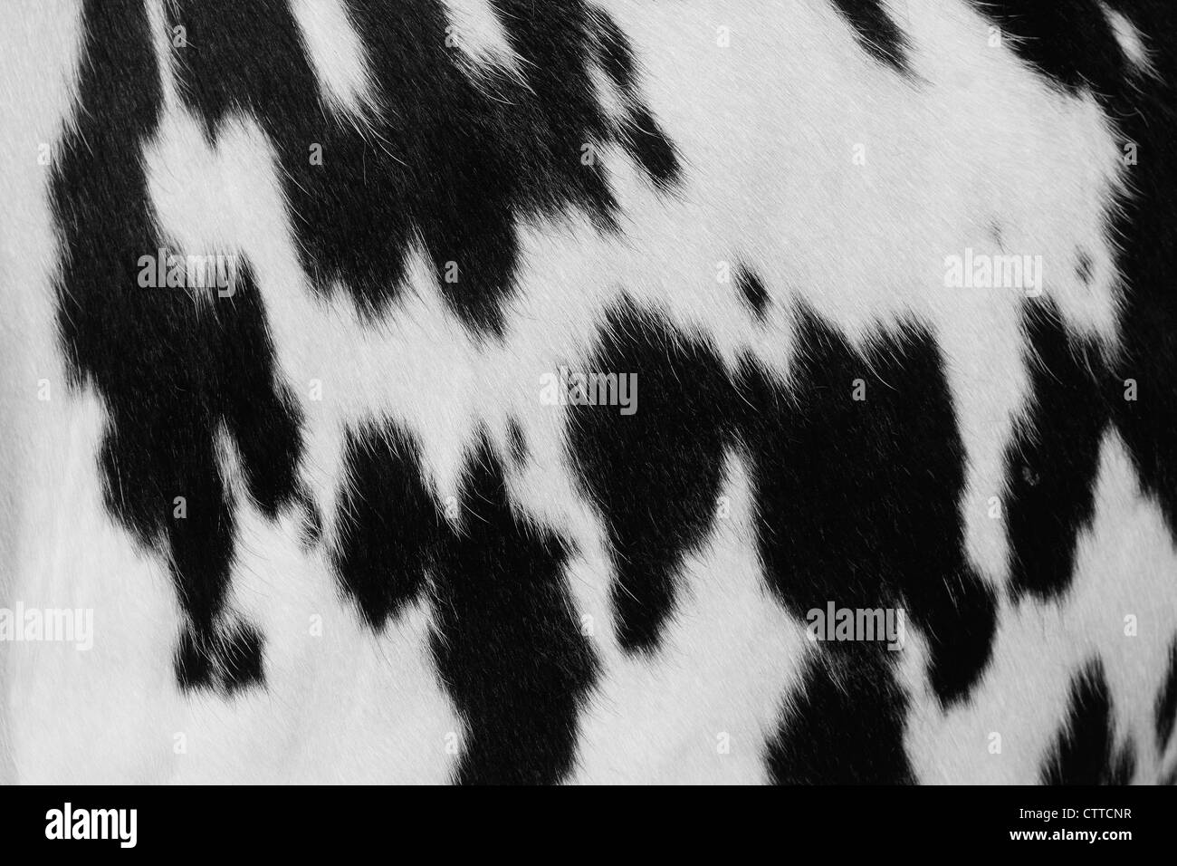 Black And White Hair Cow Skin Real Genuine Natural Fur Free Space
