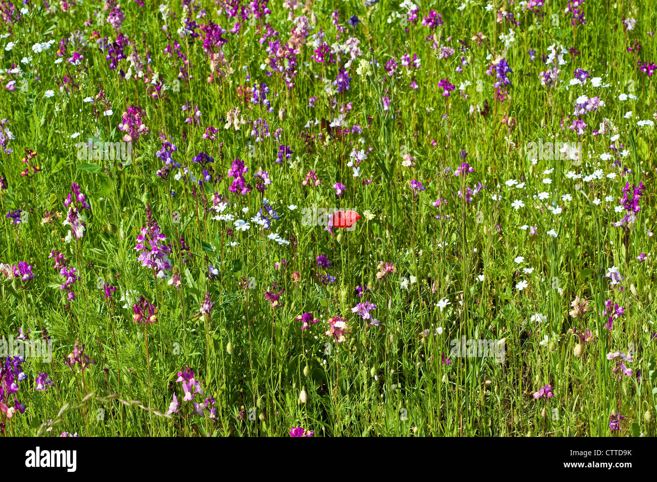 Single red poppy in a field of summer wild flowers, England, UK Stock