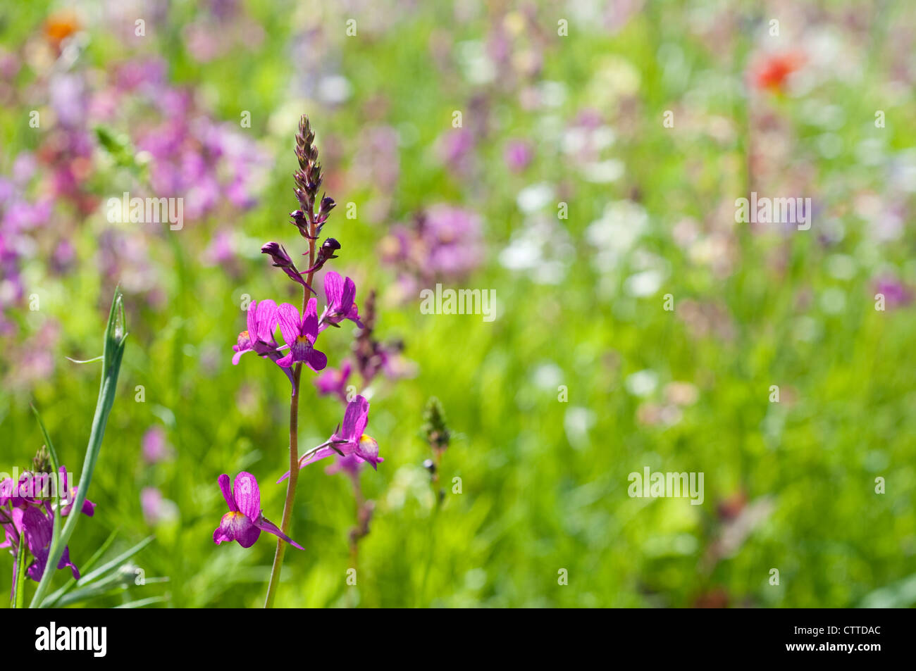 Single purple wildflower in a field of summer wild flowers, England, UK Stock Photo