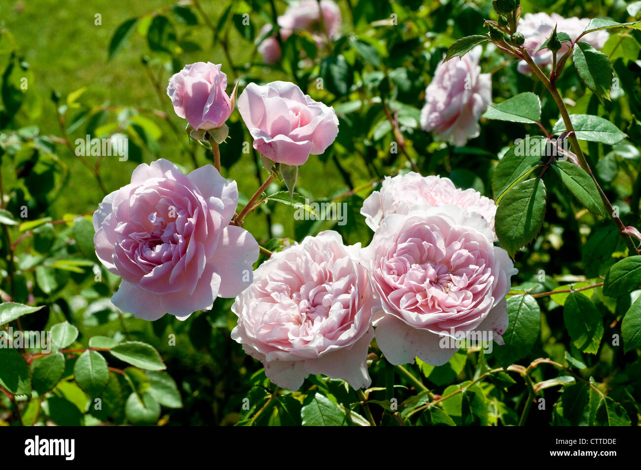 Rosa wisley 2008 ausbreeze rose hi-res stock photography and images - Alamy
