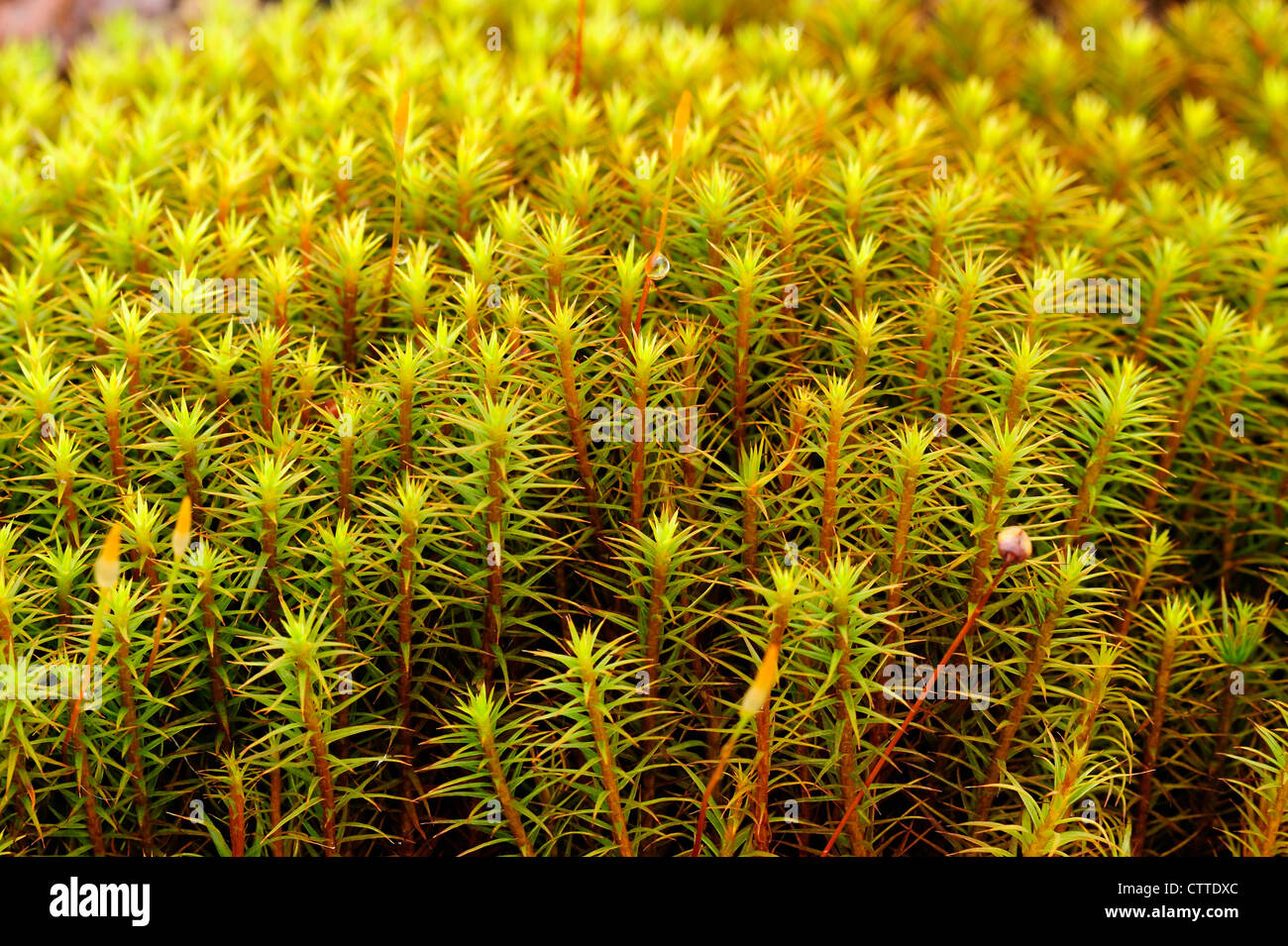 Common haircap moss (Polytrichum commune), Greater Sudbury, Ontario