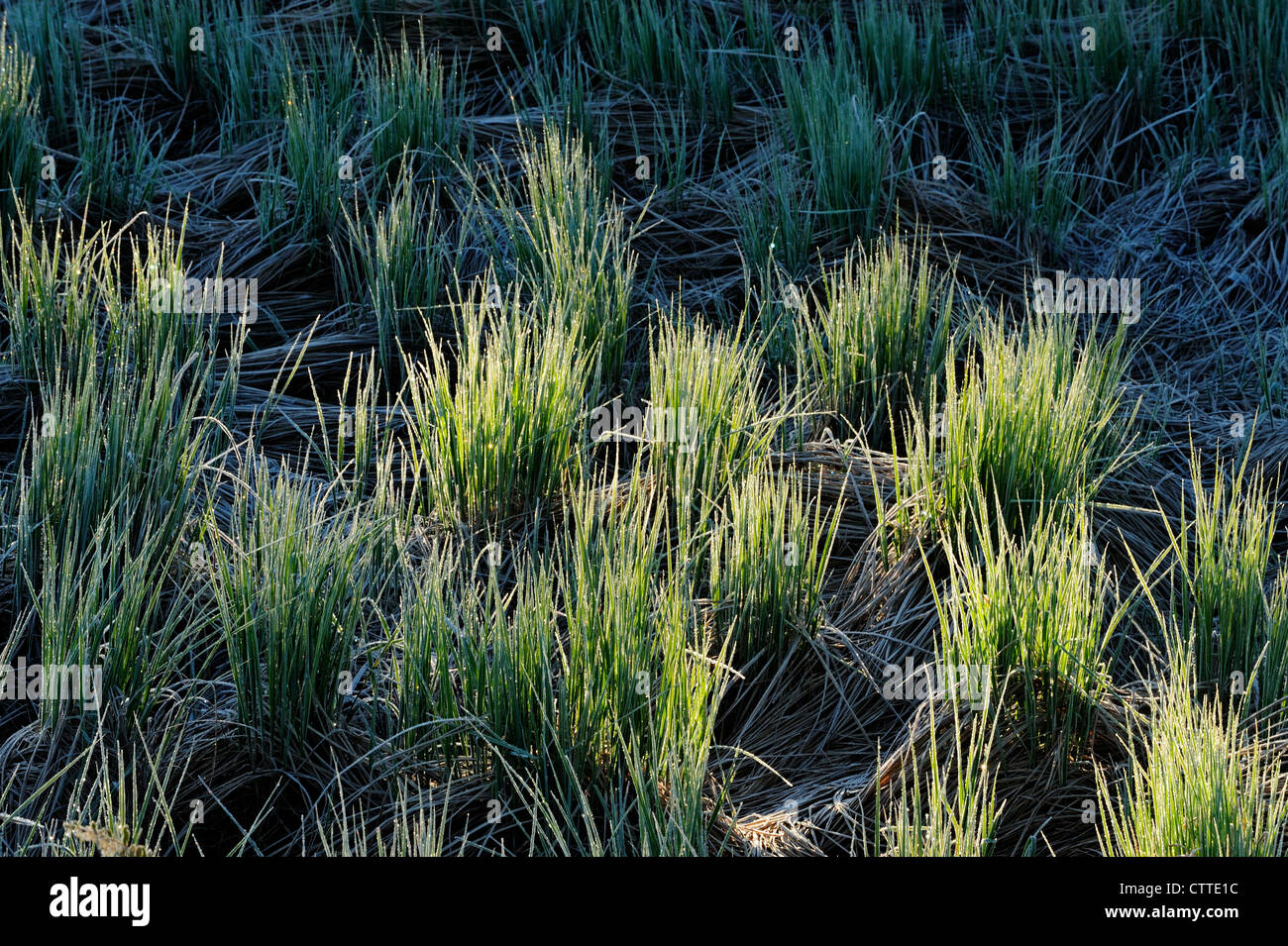 Frosted marsh grasses in early spring, Greater Sudbury, Ontario, Canada Stock Photo