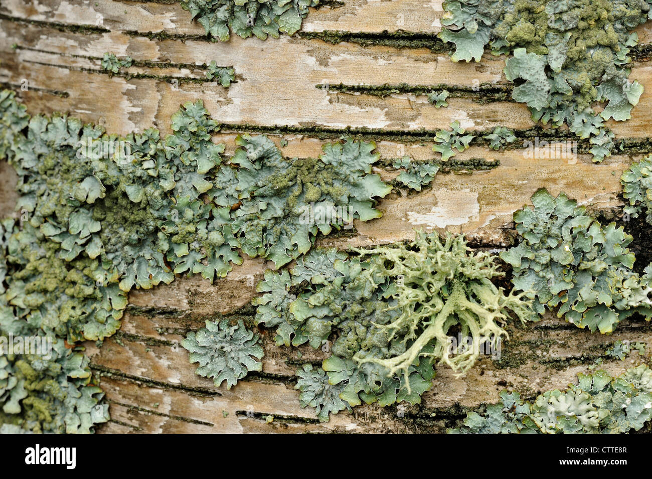 White birch (Betula papyrifera) Detail of bark with lichens Greater Sudbury, Ontario, Canada Stock Photo