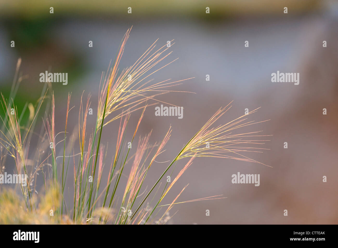 Needle and thread grass (Stipa comata), Badlands National Park, South Dakota, USA Stock Photo